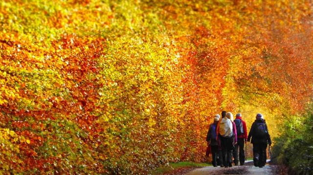 Ramblers autumn walk in East Lothian - credit Ben Dolphin